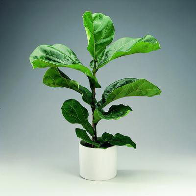 ficus lyrata