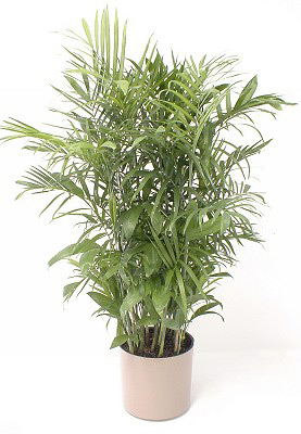 نبتة البالم - صور لنبتة البالم الشهيرة